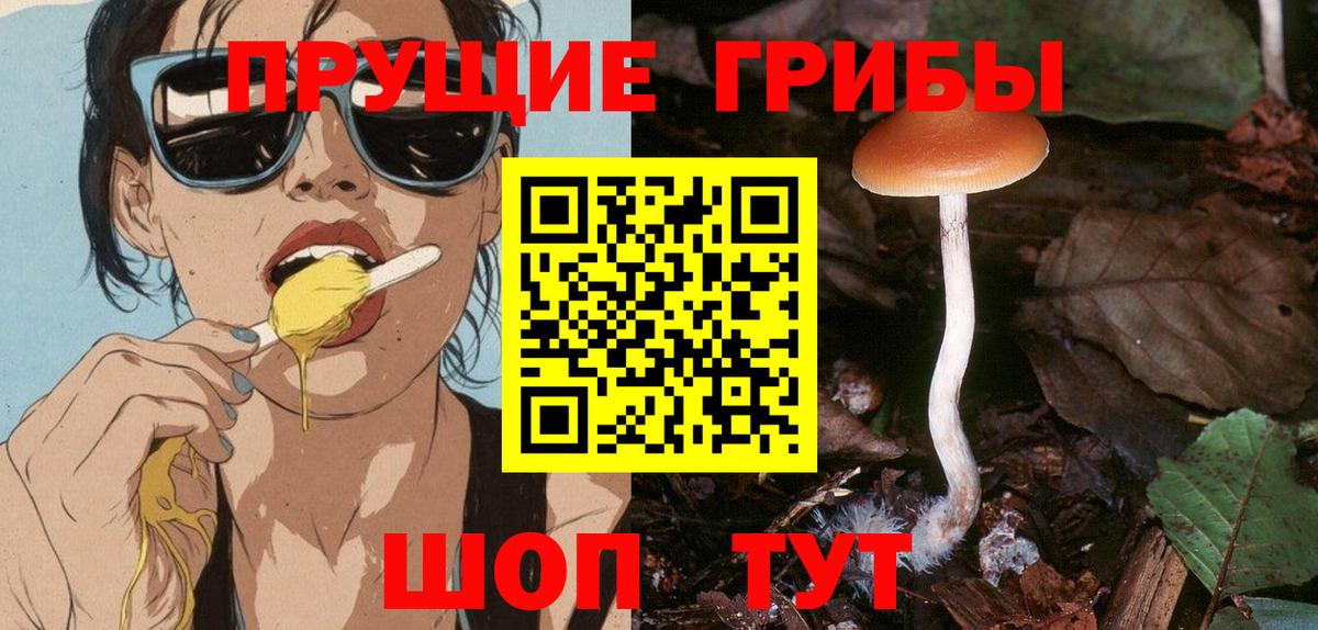 Псилоцибиновые грибы Psilocybine cubensis Тельмана